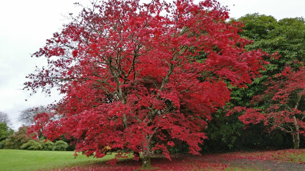 Autumn in Northern&nbsp;Ireland