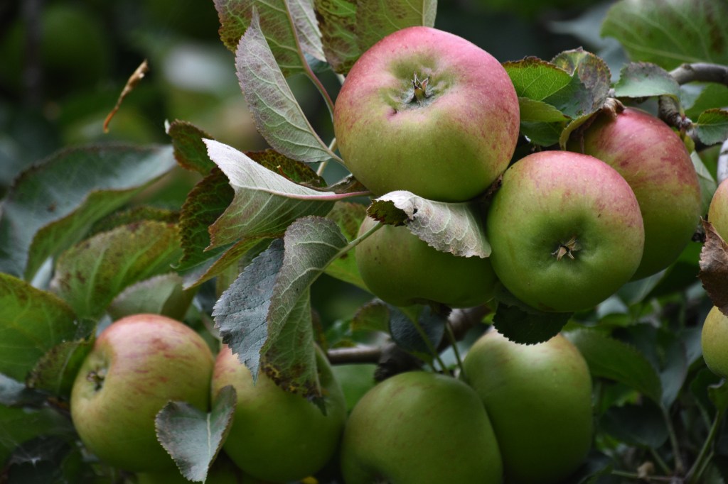Apples and Autumn